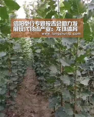 龙珠体育体育